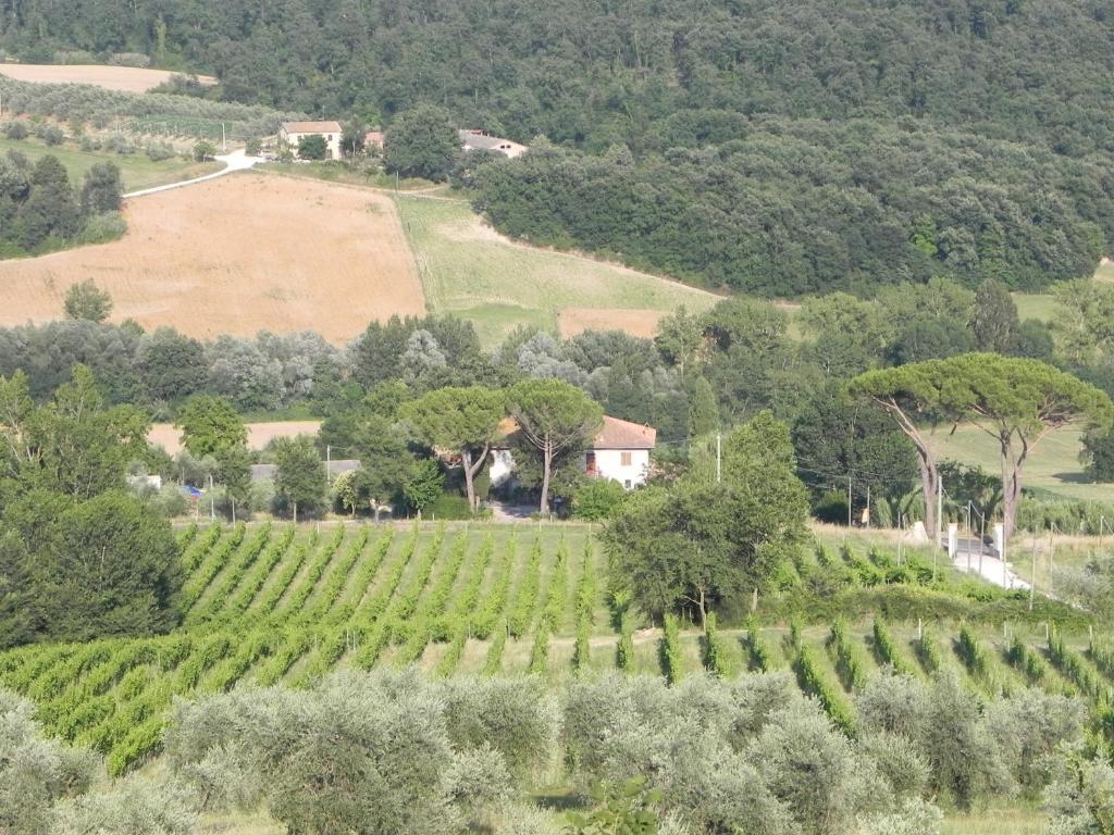 Tenuta Pizzogallo Amelia Rum bild