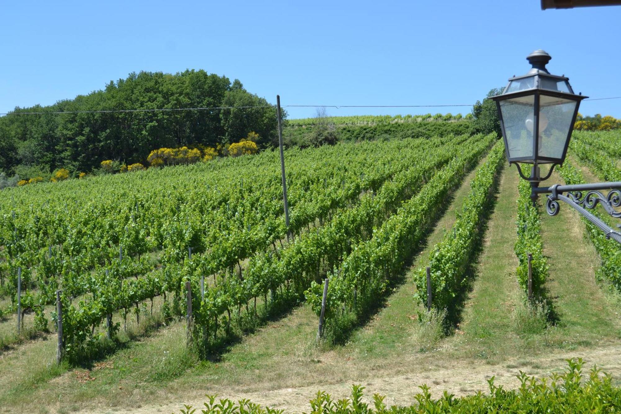 Tenuta Pizzogallo Amelia Exteriör bild